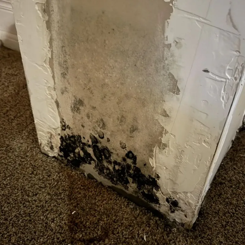 Professional Mold Removal in Amsterdam, NY